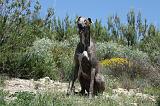 GREYHOUND 065